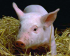 Swine -Pig- Host