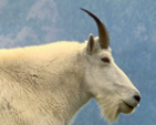 Goat Host