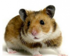 Hamster Host
