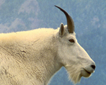 Goat Host Antibodies and Antigens