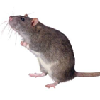 Rat Host Antibodies and Antigens