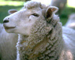 Sheep Host Antibodies and Antigens